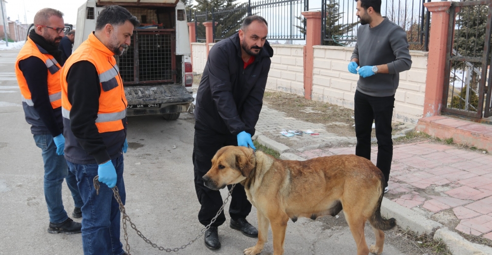 EDREMİT BELEDİYESİ SAHİPSİZ HAYVANLARI SAHİPLENDİRİLMEYE BAŞLADI!