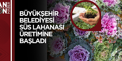 Büyükşehir Belediyesi süs lahanası üretimine başladı