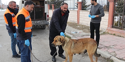 EDREMİT BELEDİYESİ SAHİPSİZ HAYVANLARI SAHİPLENDİRİLMEYE BAŞLADI!