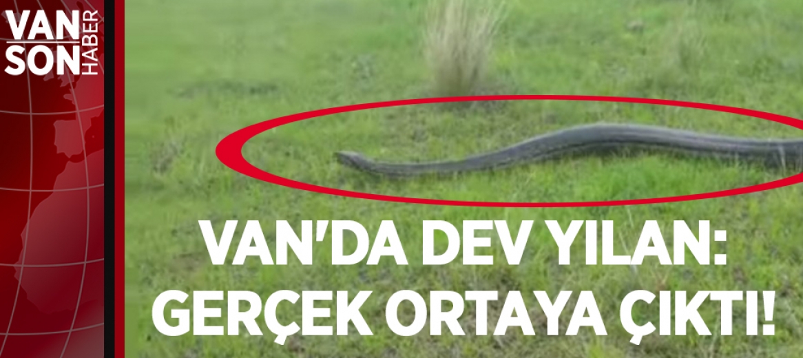 VAN'DA DEV YILAN: GERÇEK ORTAYA ÇIKTI!